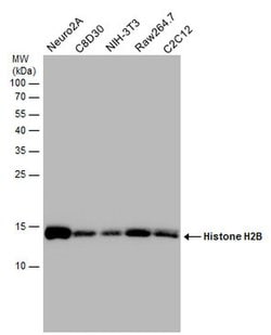Invitrogen Histone H2B Polyclonal Antibody 100 &mu;L; Unconjugated:Antibodies,