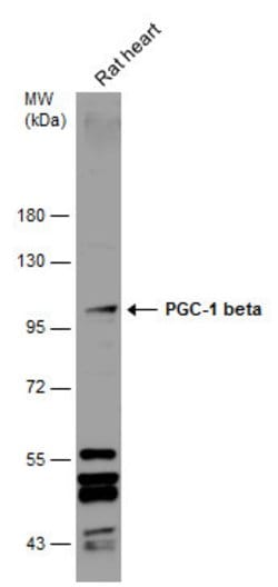 Invitrogen PPARGC1B Polyclonal Antibody 100 &mu;L | Buy Online | Invitrogen&trade; | Fisher Scientific