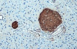 Invitrogen&trade;&nbsp;C-Peptide Polyclonal Antibody