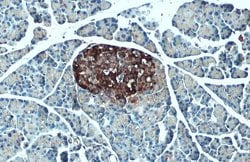 Invitrogen C-Peptide Polyclonal Antibody 100 &mu;L | Buy Online | Invitrogen&trade; | Fisher Scientific