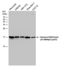 Invitrogen H3K27me3 Polyclonal Antibody 100 &mu;L; Unconjugated:Antibodies,