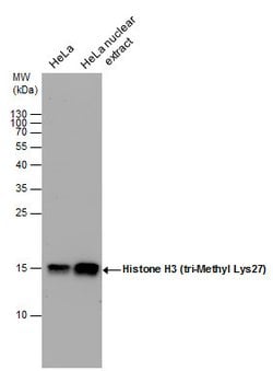 Invitrogen H3K27me3 Polyclonal Antibody 100 &mu;L; Unconjugated:Antibodies,