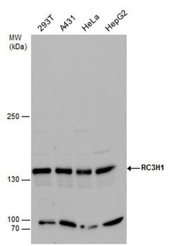 Invitrogen RC3H1 Polyclonal Antibody 100 &mu;L; Unconjugated:Antibodies,