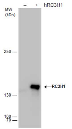 Invitrogen RC3H1 Polyclonal Antibody 100 &mu;L; Unconjugated:Antibodies,