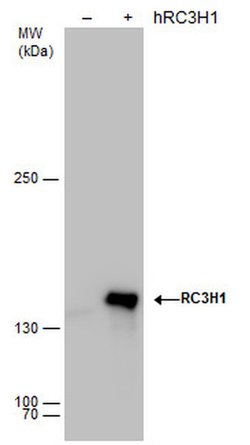 Invitrogen RC3H1 Polyclonal Antibody 100 &mu;L; Unconjugated:Antibodies,
