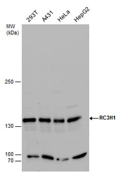 Invitrogen RC3H1 Polyclonal Antibody 100 &mu;L; Unconjugated:Antibodies,