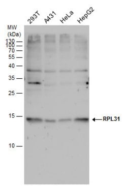 RPL31 Polyclonal Antibody:Antibodies, Polyclonal