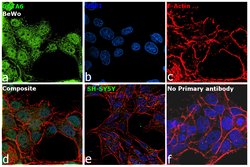 Invitrogen GATA6 Polyclonal Antibody 100 &mu;L; Unconjugated:Antibodies,