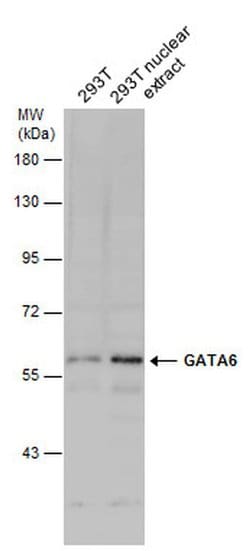 Invitrogen GATA6 Polyclonal Antibody 100 &mu;L; Unconjugated:Antibodies,