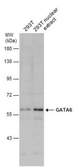 Invitrogen GATA6 Polyclonal Antibody 100 &mu;L; Unconjugated:Antibodies,