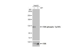 Invitrogen Phospho-FAK (Tyr397) Polyclonal Antibody 100 &mu;L; Unconjugated:Antibodies,