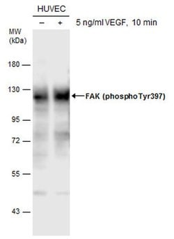 Invitrogen Phospho-FAK (Tyr397) Polyclonal Antibody 100 &mu;L; Unconjugated:Antibodies,
