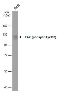 Invitrogen Phospho-FAK (Tyr397) Polyclonal Antibody 100 &mu;L; Unconjugated:Antibodies,