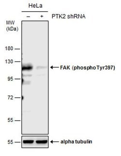 Invitrogen Phospho-FAK (Tyr397) Polyclonal Antibody 100 &mu;L; Unconjugated:Antibodies,