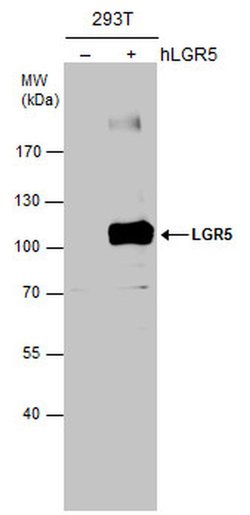 LGR5 Polyclonal Antibody, Invitrogen 100 &mu;L; Unconjugated:Antibodies,