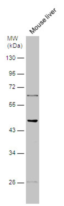 HTR2B Polyclonal Antibody, Invitrogen&trade;