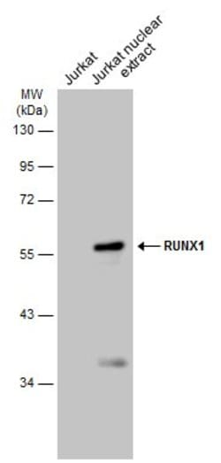 Invitrogen RUNX1 Polyclonal Antibody 100 &mu;L; Unconjugated:Antibodies,
