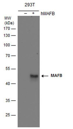 Invitrogen MAFB Polyclonal Antibody 100 &mu;L; Unconjugated:Antibodies,