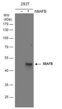 Invitrogen MAFB Polyclonal Antibody 100 &mu;L; Unconjugated:Antibodies,