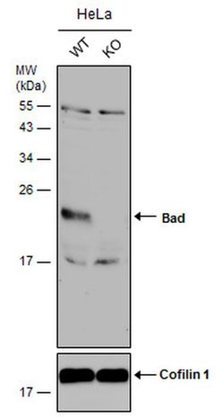 Invitrogen BAD Polyclonal Antibody 100 &mu;L; Unconjugated:Antibodies,