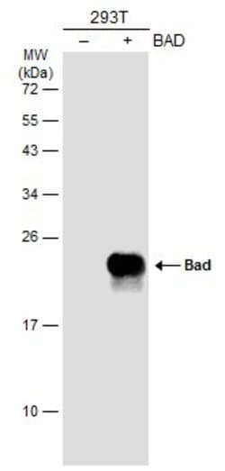 Invitrogen BAD Polyclonal Antibody 100 &mu;L; Unconjugated:Antibodies,