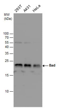 Invitrogen BAD Polyclonal Antibody 100 &mu;L; Unconjugated:Antibodies,