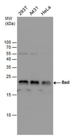 Invitrogen BAD Polyclonal Antibody 100 &mu;L; Unconjugated:Antibodies,