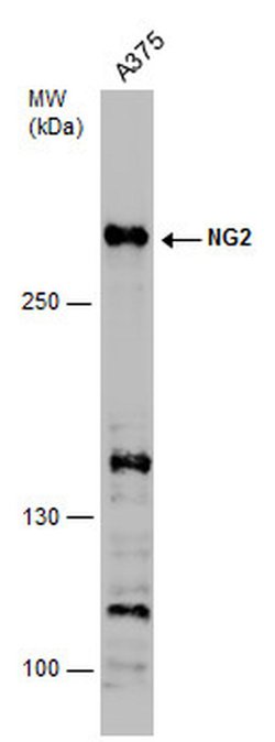 Invitrogen NG2 Polyclonal Antibody 100 &mu;L; Unconjugated:Antibodies,