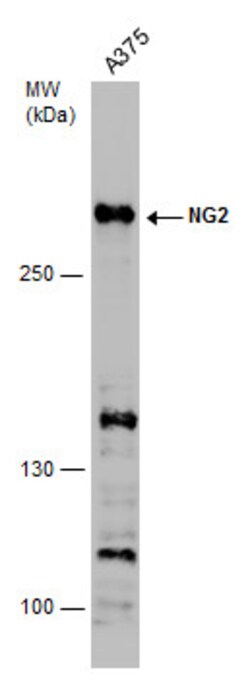 Invitrogen NG2 Polyclonal Antibody 100 &mu;L; Unconjugated:Antibodies,