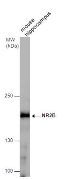 Invitrogen NMDAR2B Polyclonal Antibody 100 &mu;L; Unconjugated:Antibodies,