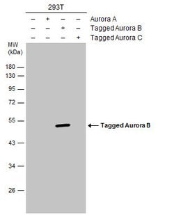 Invitrogen Aurora B Polyclonal Antibody 100 &mu;L; Unconjugated:Antibodies,