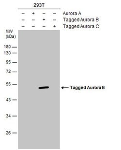 Invitrogen Aurora B Polyclonal Antibody 100 &mu;L; Unconjugated:Antibodies,
