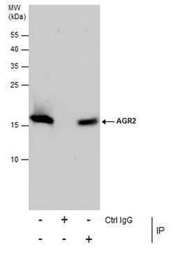 Invitrogen AGR2 Polyclonal Antibody 100 &mu;L; Unconjugated:Antibodies,