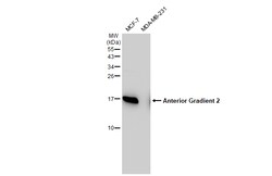 Invitrogen AGR2 Polyclonal Antibody 100 &mu;L; Unconjugated:Antibodies,