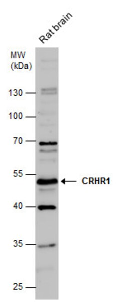 CRHR1 Polyclonal Antibody, Invitrogen 100 &mu;L; Unconjugated:Antibodies,