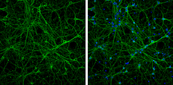 beta-3 Tubulin Polyclonal Antibody, Invitrogen 100 &mu;L; Unconjugated:Antibodies,