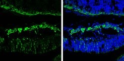 beta-3 Tubulin Polyclonal Antibody, Invitrogen&trade; 100 &mu;L; Unconjugated 