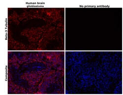 beta-3 Tubulin Polyclonal Antibody, Invitrogen 100 &mu;L; Unconjugated:Antibodies,