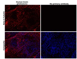 beta-3 Tubulin Polyclonal Antibody, Invitrogen 100 &mu;L; Unconjugated:Antibodies,