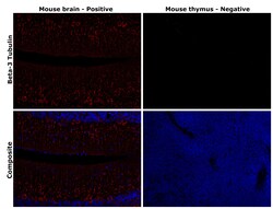 beta-3 Tubulin Polyclonal Antibody, Invitrogen 100 &mu;L; Unconjugated:Antibodies,