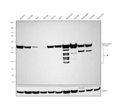 beta-3 Tubulin Polyclonal Antibody, Invitrogen 100 &mu;L; Unconjugated:Antibodies,