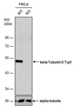 beta-3 Tubulin Polyclonal Antibody, Invitrogen&trade; 100 &mu;L; Unconjugated 