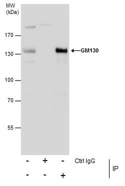 Invitrogen GM130 Polyclonal Antibody 100 &mu;L | Buy Online | Invitrogen&trade; | Fisher Scientific