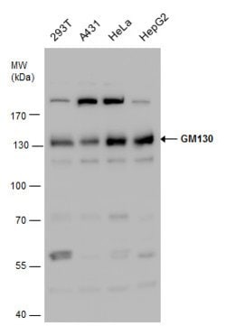 Invitrogen GM130 Polyclonal Antibody 100 &mu;L | Buy Online | Invitrogen&trade; | Fisher Scientific