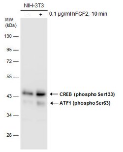 Invitrogen Phospho-CREB (Ser133) Polyclonal Antibody 100 &mu;L | Buy Online | Invitrogen&trade; | Fisher Scientific