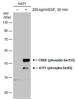 Invitrogen Phospho-CREB (Ser133) Polyclonal Antibody 100 &mu;L | Buy Online | Invitrogen&trade; | Fisher Scientific