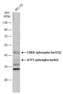 Invitrogen Phospho-CREB (Ser133) Polyclonal Antibody 100 &mu;L | Buy Online | Invitrogen&trade; | Fisher Scientific