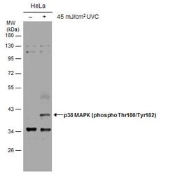 Invitrogen Phospho-p38 MAPK (Thr180, Tyr182) Polyclonal Antibody 100 &mu;L;