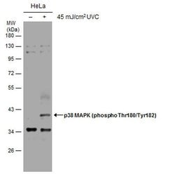 Invitrogen Phospho-p38 MAPK (Thr180, Tyr182) Polyclonal Antibody 100 &mu;L;