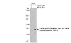 Invitrogen Phospho-AMPK alpha-1,2 (Thr172, Thr183) Polyclonal Antibody